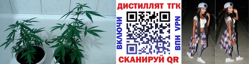 Купить где  Алатырь  Дистиллят ТГК гашишное масло 